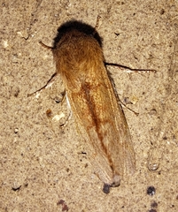 Psaphida styracis