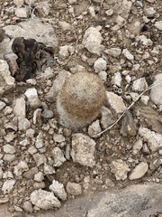 Escobaria chlorantha