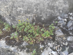 Potentilla asperrima