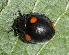 Epilachna languida