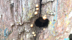 Cryptoporus volvatus