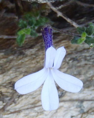 Lobelia dichroma