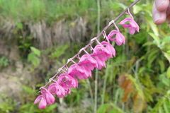 Rodriguezia lanceolata