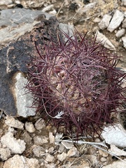 Echinomastus johnsonii