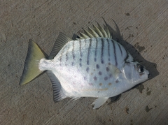 Selenotoca multifasciata