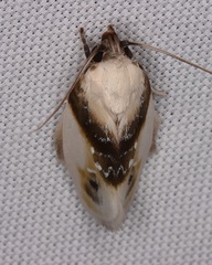 Acontia