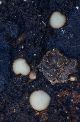 Trichophaea woolhopeia