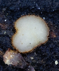 Trichophaea woolhopeia