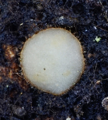 Trichophaea woolhopeia