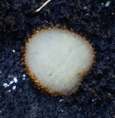 Trichophaea woolhopeia