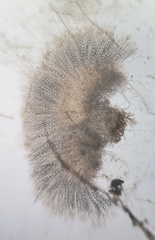 Trichophaea woolhopeia