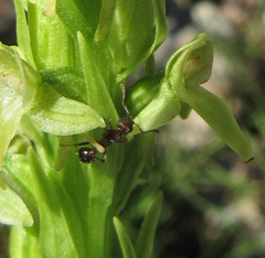 Myrmica