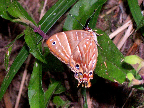 Saribia tepahi