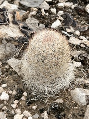 Escobaria chlorantha