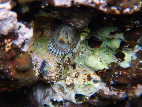 Pilosabia trigona