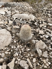 Escobaria chlorantha