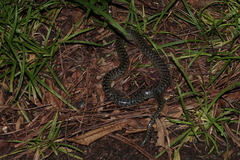 Erythrolamprus cobella