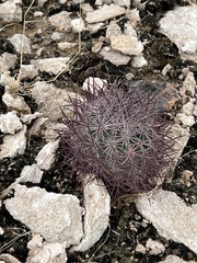 Echinomastus johnsonii