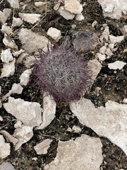 Echinomastus johnsonii