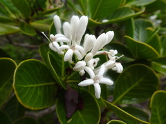 Psychotria calorhamnus