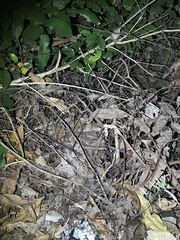 Rieppeleon kerstenii