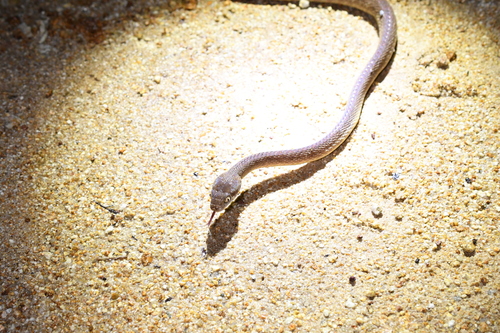 Brown Tree Snake sighting