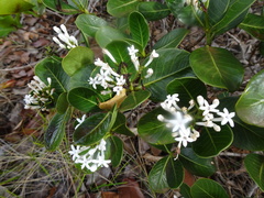 Psychotria calorhamnus