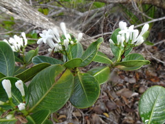 Psychotria calorhamnus