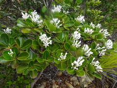 Psychotria calorhamnus