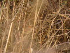 Sinosuthora webbiana
