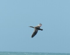 Phalacrocorax punctatus punctatus