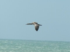 Phalacrocorax punctatus punctatus