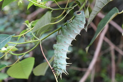 Coscinocera hercules