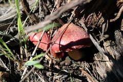 Gymnopilus