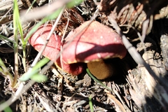 Gymnopilus