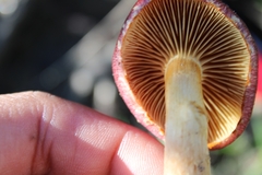 Gymnopilus