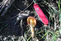 Gymnopilus