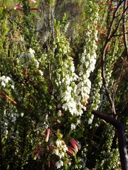 Erica glomiflora