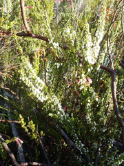 Erica glomiflora
