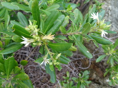 Scaevola montana