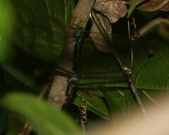 Gynacantha
