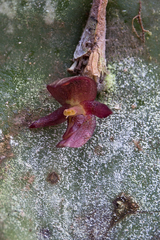 Pleurothallis pseudosphaerantha