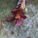 Pleurothallis pseudosphaerantha - Photo (c) rudymaex, algunos derechos reservados (CC BY-NC)