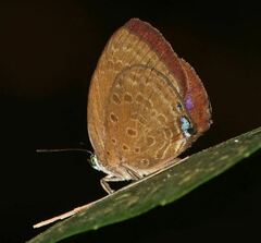 Arhopala