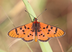 Acraea nohara