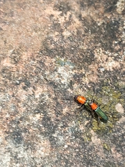 Chauliognathus tricolor