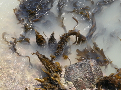 Undaria pinnatifida