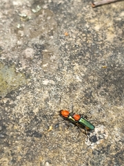 Chauliognathus tricolor