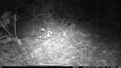 Cricetomys gambianus