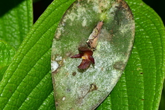 Pleurothallis pseudosphaerantha